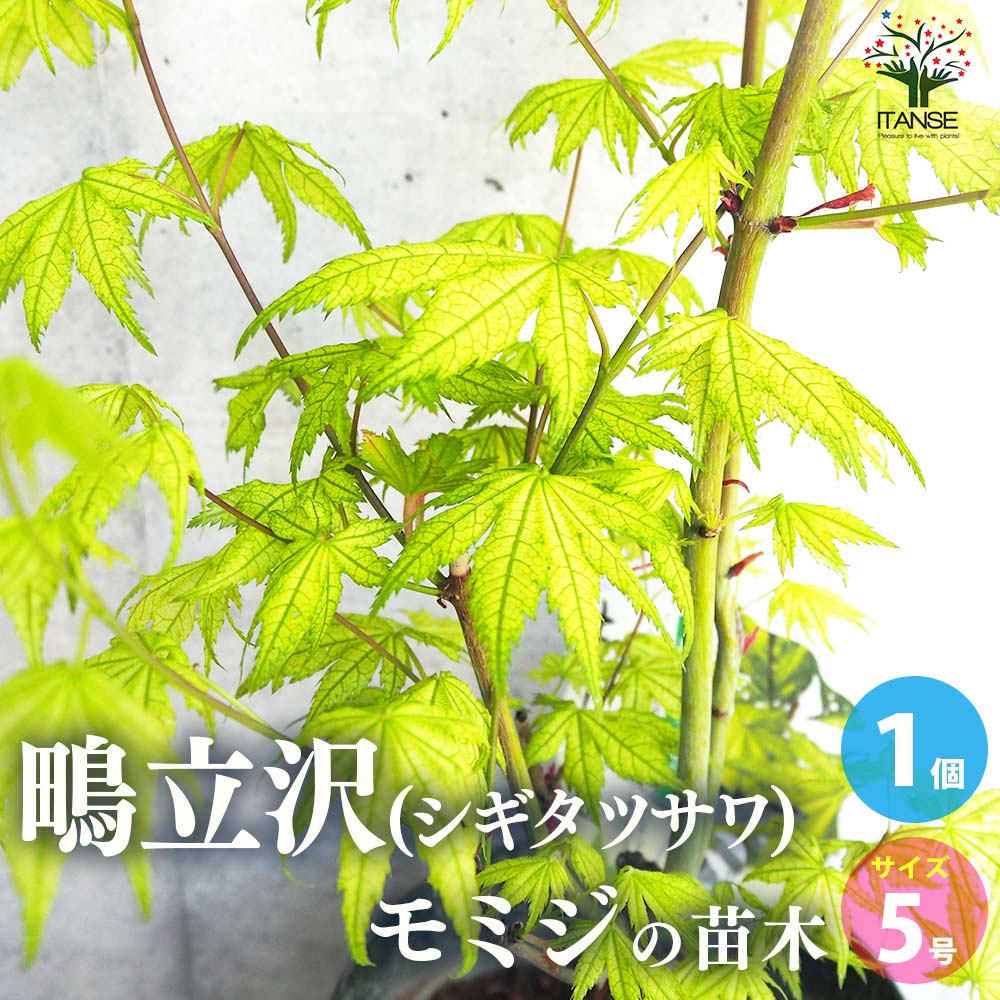 モミジ(カエデ)の苗木 品種：鴫立沢(シギタツサワ)【庭木 5号鉢