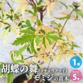 モミジ(カエデ)の苗木 品種：胡蝶の舞(コチョウノマイ)【庭木 5号鉢 接木苗／1個売り】|植木・花木