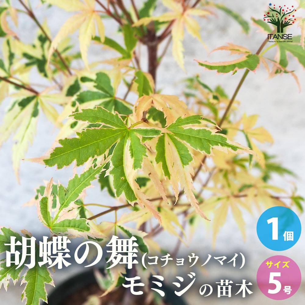 モミジ(カエデ)の苗木 品種：胡蝶の舞(コチョウノマイ)【庭木 5号鉢