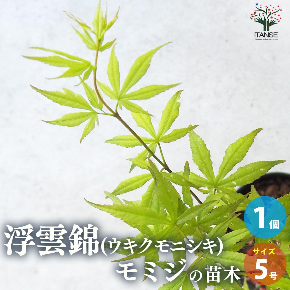 モミジ(カエデ)の苗木 品種：浮雲錦(ウキクモニシキ)【庭木 5号鉢 接木