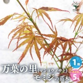 モミジ(カエデ)の苗木 品種：万葉の里(マンヨウノサト)【庭木 5号鉢 接木苗／1個売り】|植木・花木