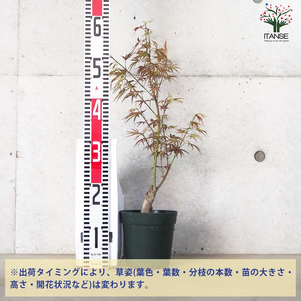 モミジ(カエデ)の苗木 品種：万葉の里(マンヨウノサト)【庭木 5号鉢