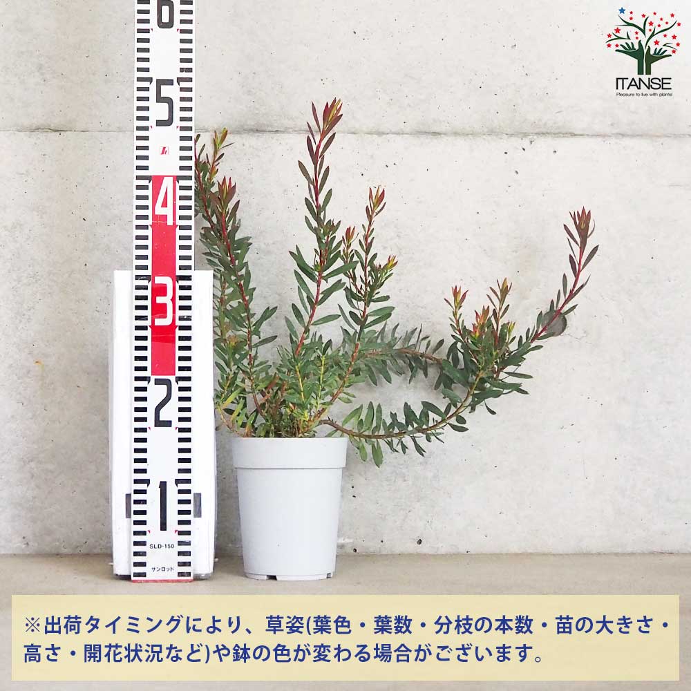 リューカデンドロン レッドブラッシュ【花苗 4号鉢／1個売り