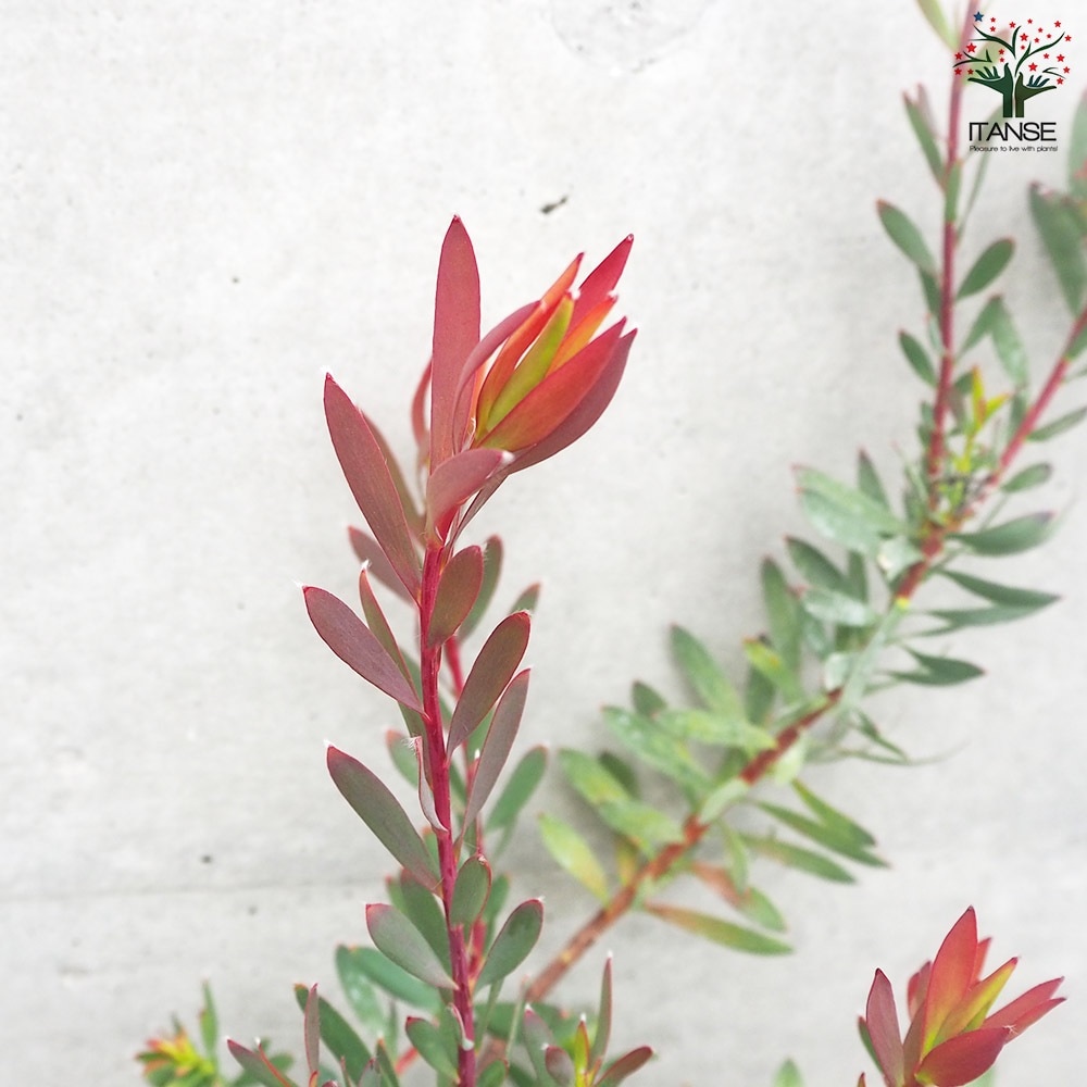 リューカデンドロン レッドブラッシュ【花苗 4号鉢／1個売り