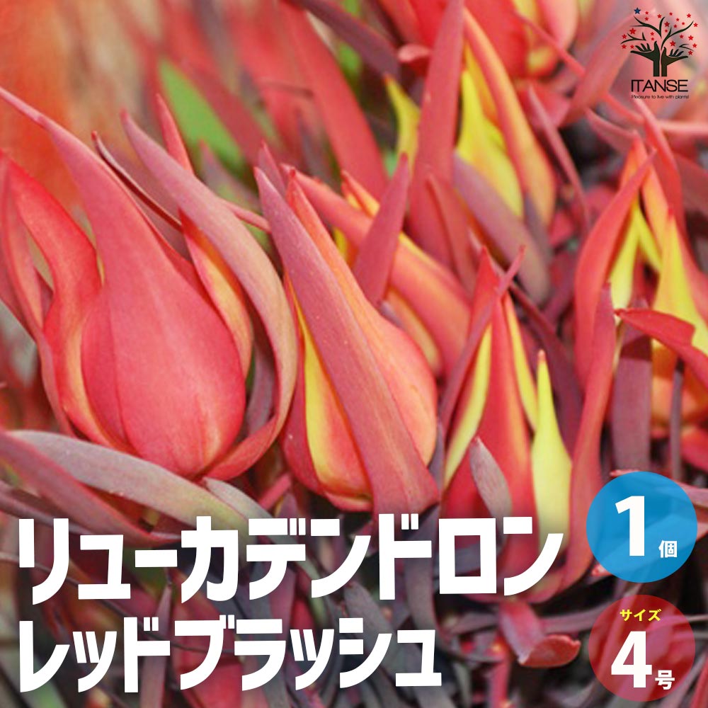 リューカデンドロン レッドブラッシュ【花苗 4号鉢／1個売り
