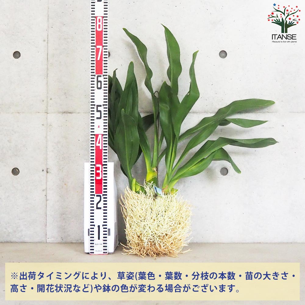 もじゃマトフィラム　グラマトフィラム・スクリプタム ヒヒマヌ　花付き　観葉植物 もじゃマトフィラム)グラマトフィラム スクリプタム ヒヒマヌ 2