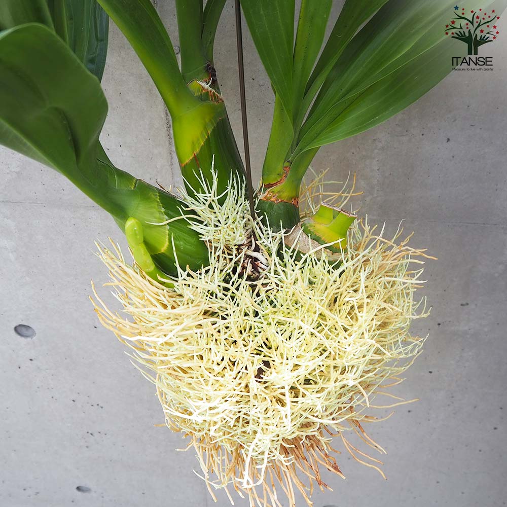 もじゃマトフィラム　グラマトフィラム・スクリプタム ヒヒマヌ　花付き　観葉植物 特大サイズ♡もじゃマトフィラム♡根っこを楽しむ