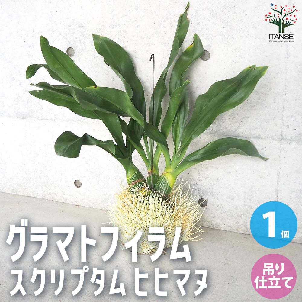 グラマトフィラム スクリプタム ヒヒマヌ 吊り仕立て【花苗／1個売り