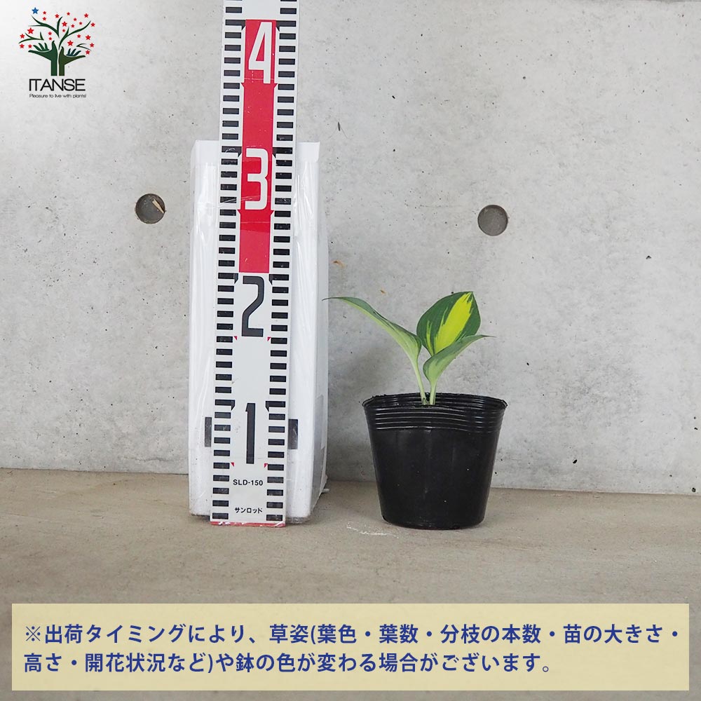 キャサリン　ほおずき 観賞用 ホスタ キャサリン【花苗 4号ポット／1個売り】｜ 【植物の