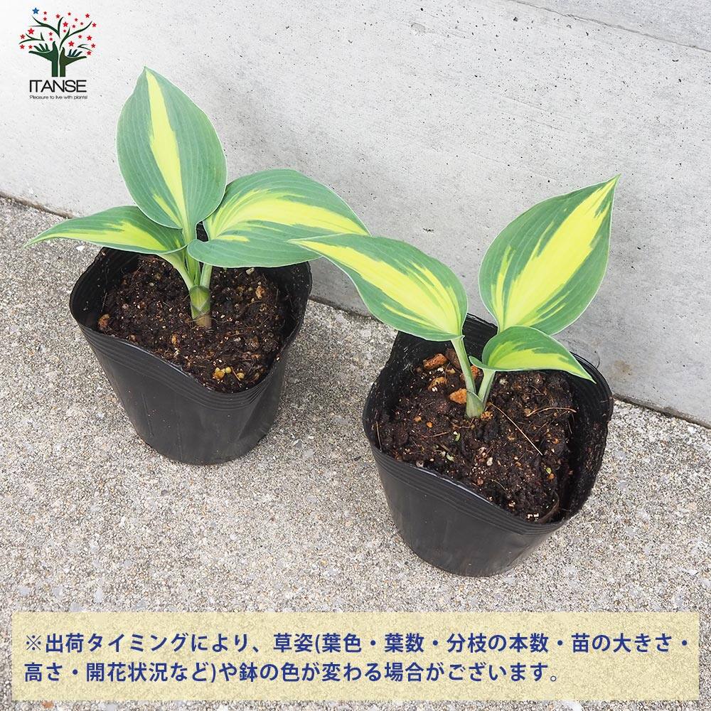 ホスタ キャサリン【花苗 4号ポット／1個売り】｜ 【植物の