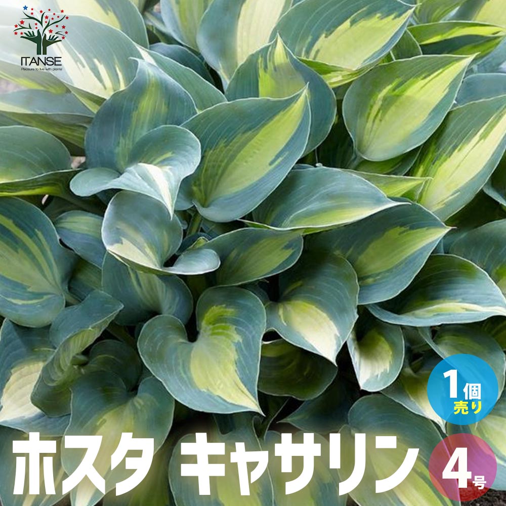 ホスタ キャサリン【花苗 4号ポット／1個売り】｜ 【植物の