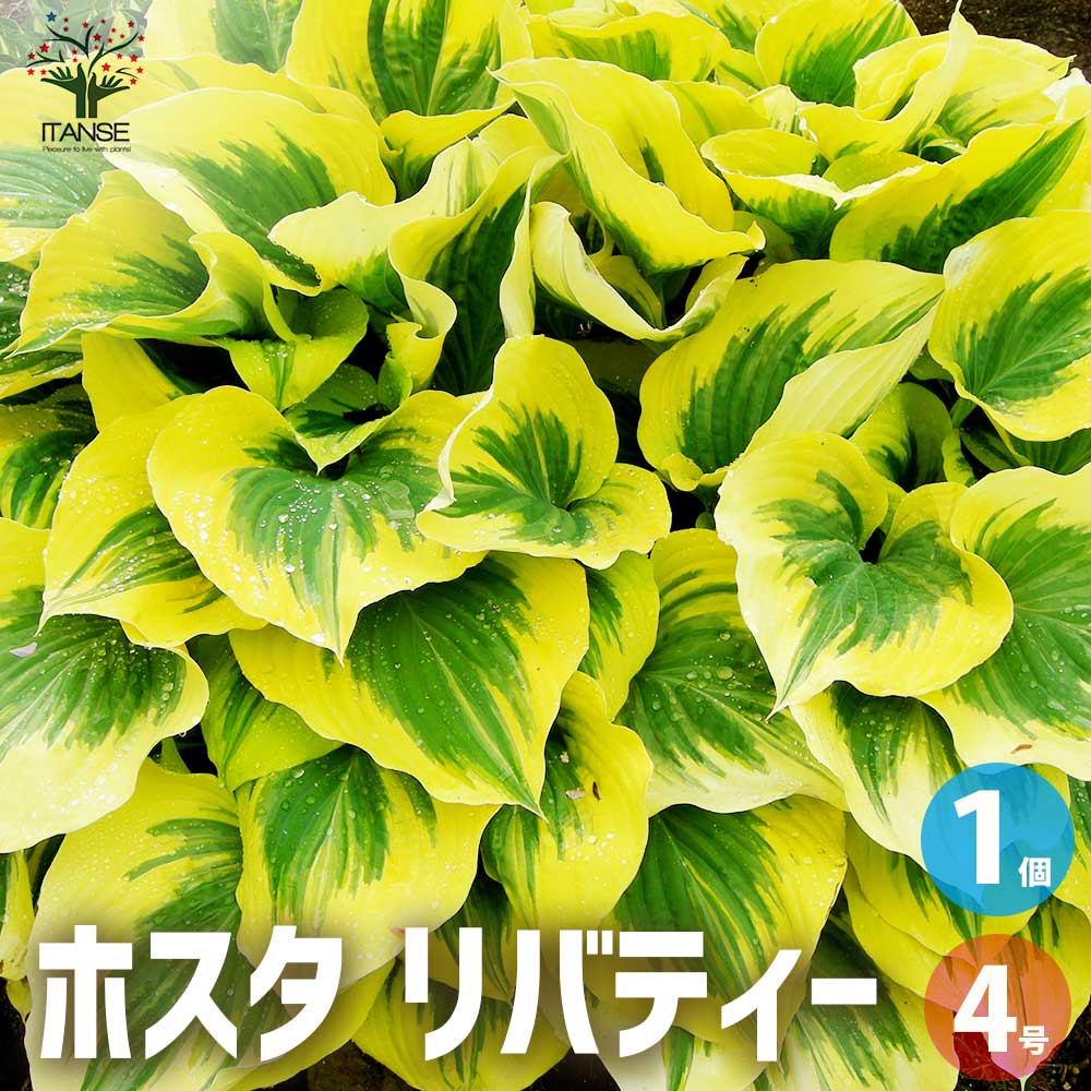ホスタ リバティー【花苗 4号ポット／1個売り】