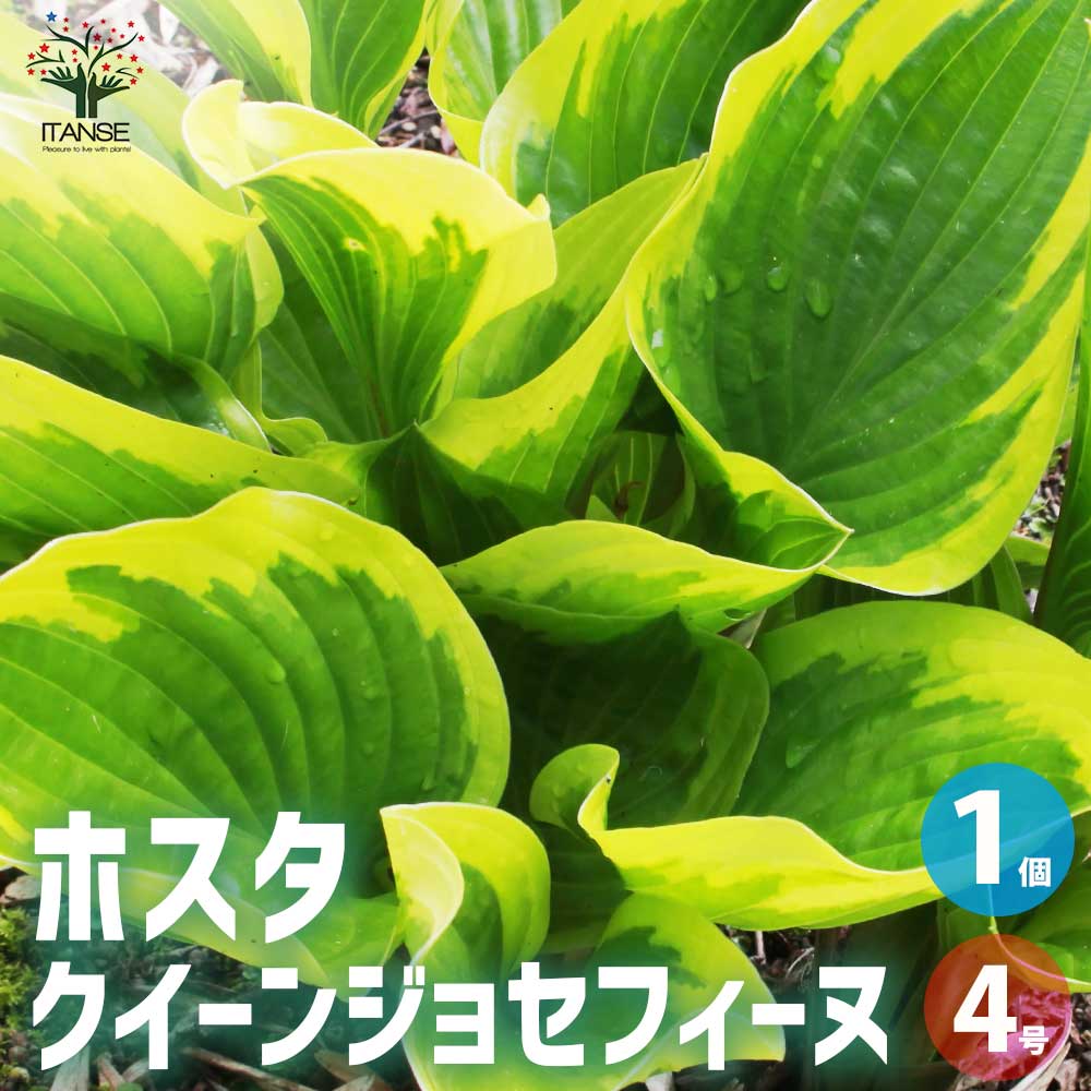 ホスタ クイーンジョセフィーヌ【花苗 4号ポット／1個売り】