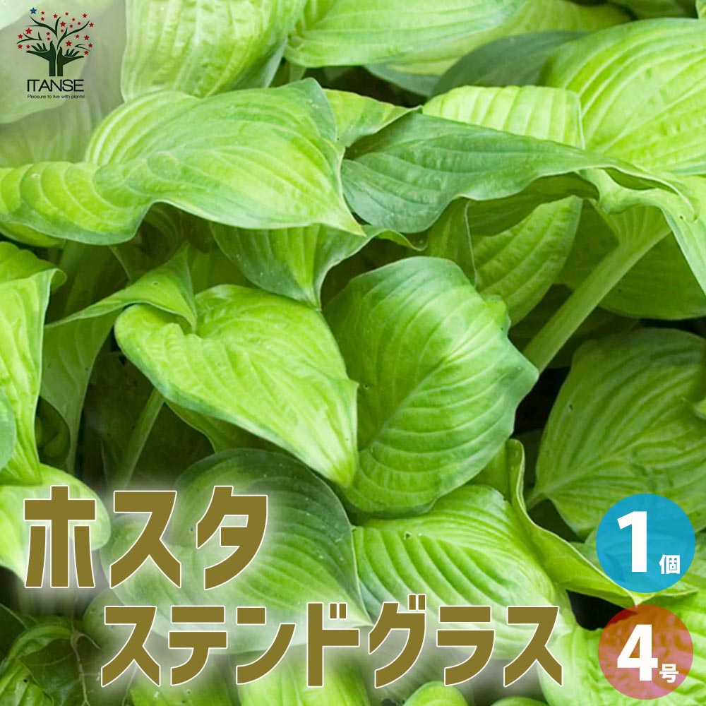 ホスタ ステンドグラス【花苗 4号ポット／1個売り】
