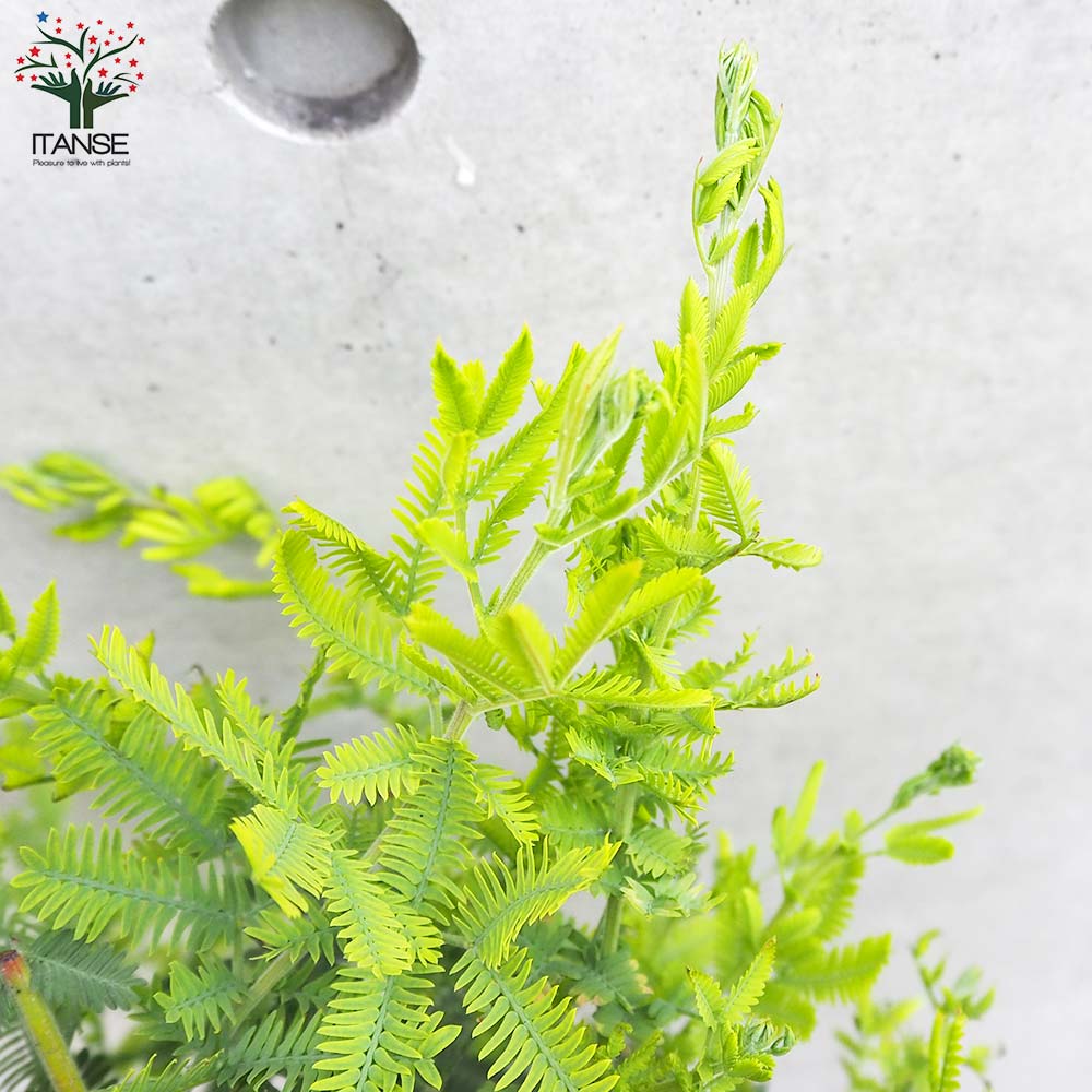 ミモザアカシア【花苗 8号鉢／1個売り】｜ 【植物のITANSE】全品