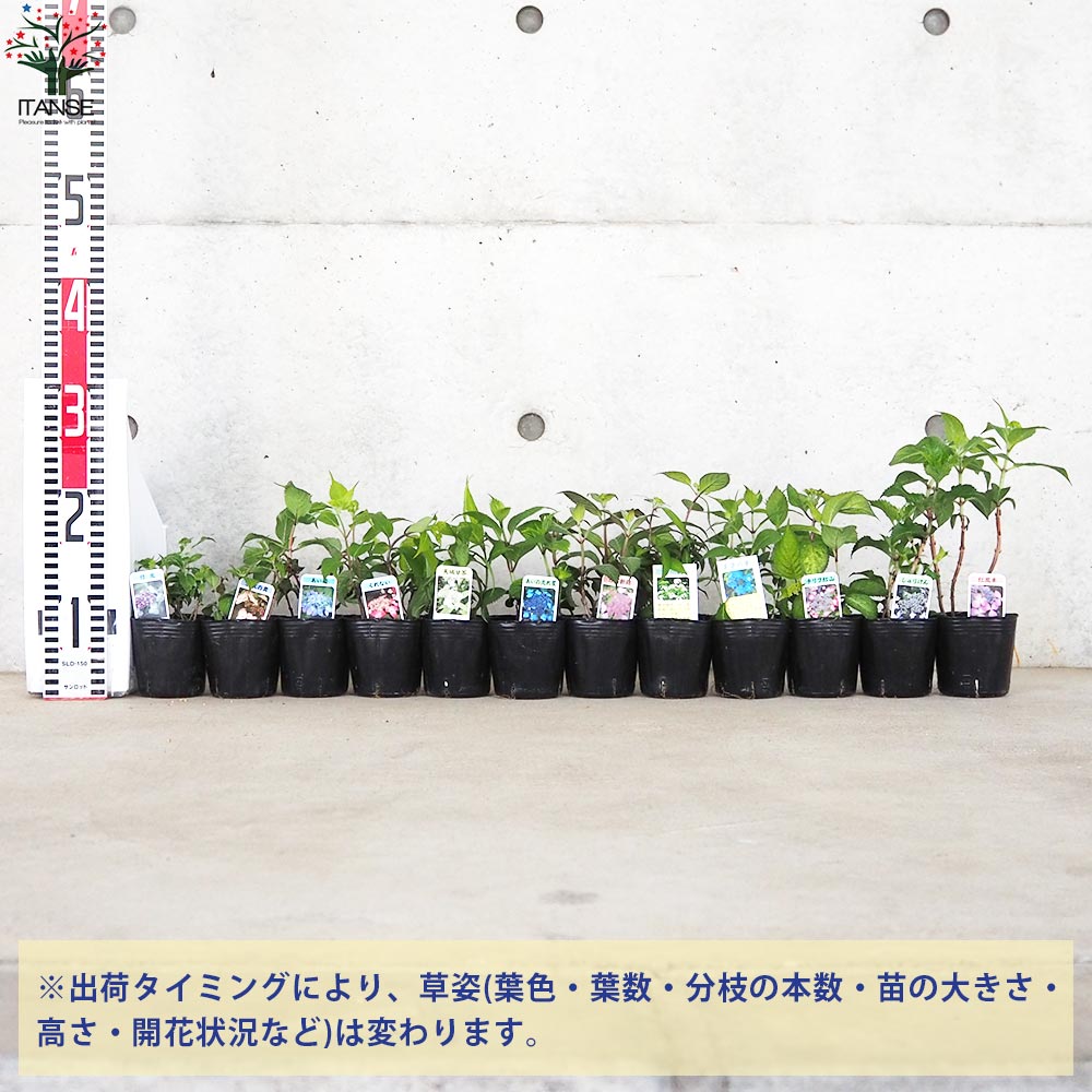 山アジサイ 12品種セット(12種・各1個セット)【花苗 3号／お買い得12個