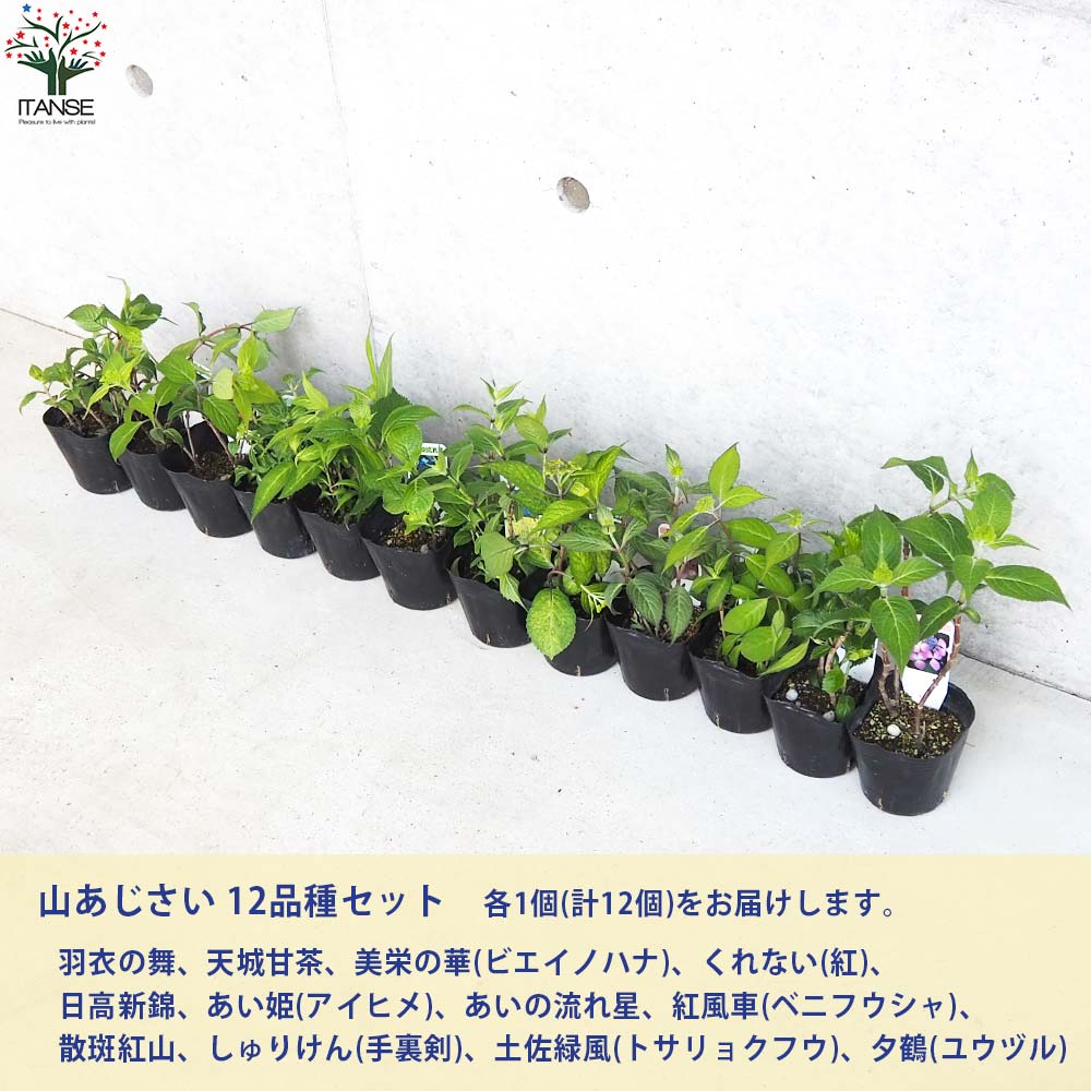 山アジサイ 12品種セット(12種・各1個セット)【花苗 3号／お買い得12個