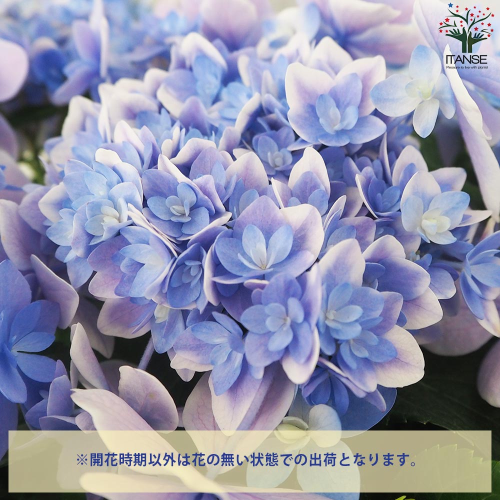 アジサイ コンペイトウ・スマイル【花苗 8号鉢／1個売り】｜ 【植物の