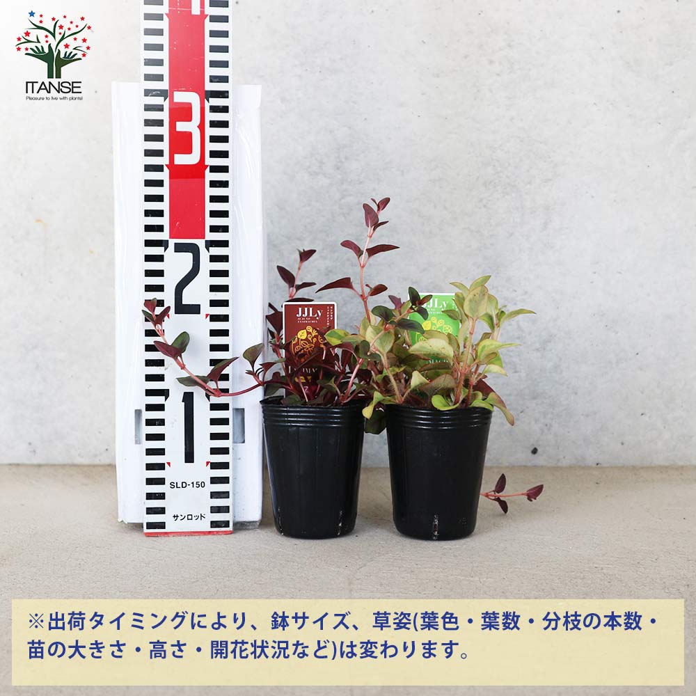 リシマキア 2品種Aセット(2種・各2個セット)【花苗 2.5～3号ポット