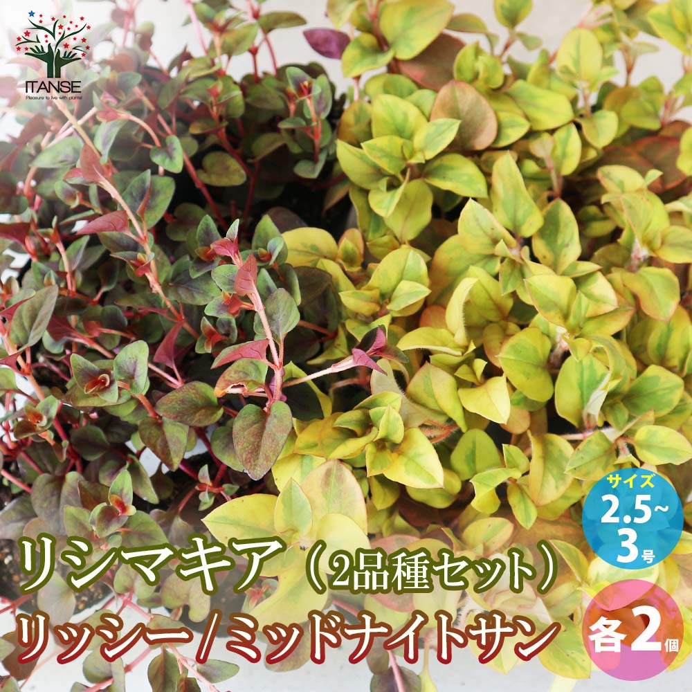 リシマキア 2品種Aセット(2種・各2個セット)【花苗 2.5～3号ポット／お買い得4個セット】
