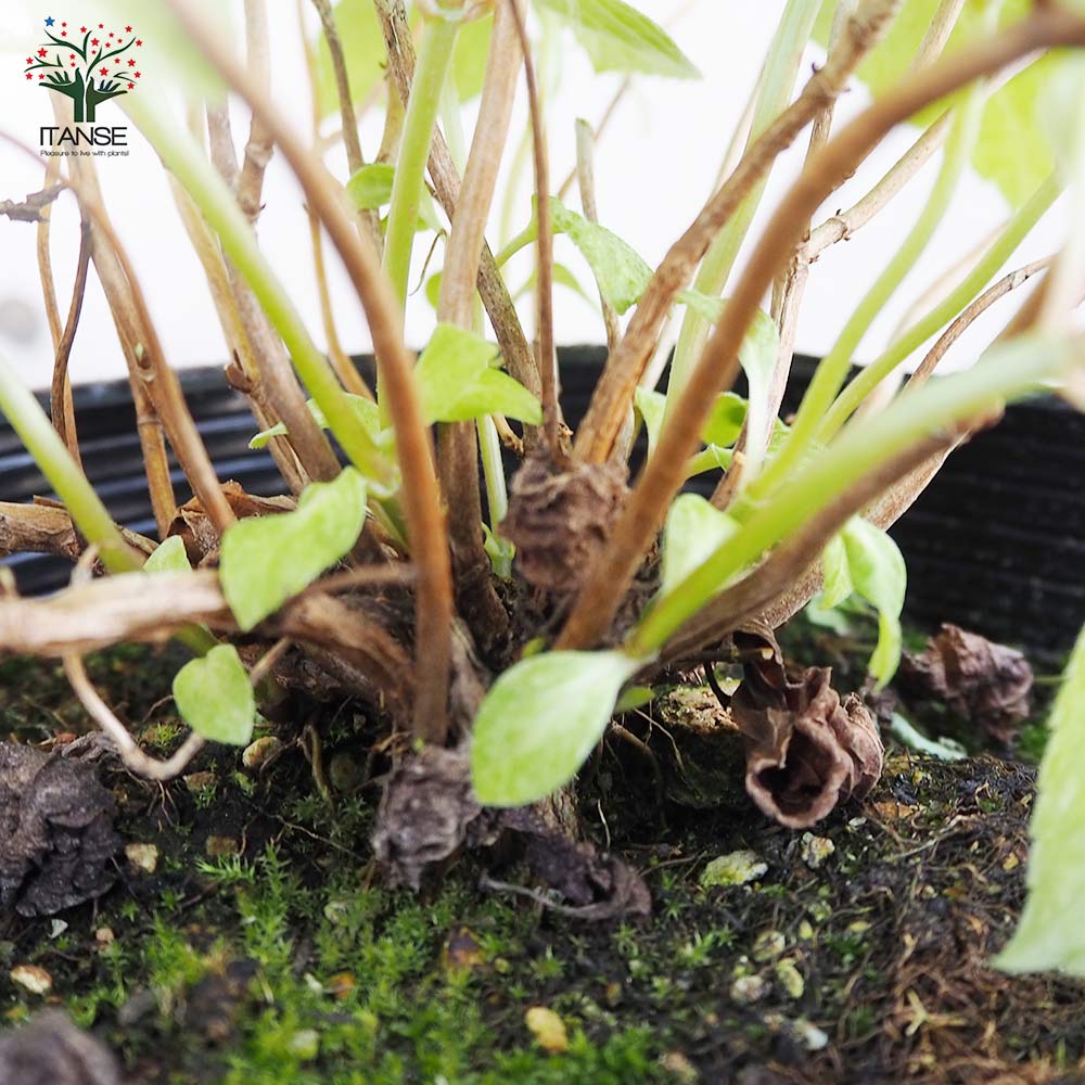 ヤマアジサイ クジュウサン(九重山)【花苗 5号ポット／1個売り