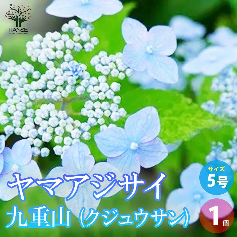 kirkxxx1 未草５種類セット◌。˚✩（開花間近 若苗&春発芽幼苗） 3.5号｜豊明卸問屋ドットコム