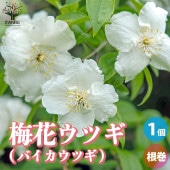 梅花空木(バイカウツギ) 根巻大苗【庭木／1個売り】|植木・花木
