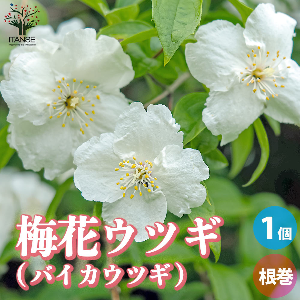 梅花空木(バイカウツギ) 根巻大苗【庭木／1個売り】