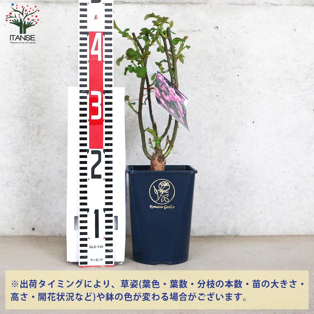 ローブリッター様専用 クリスマスローズ 小苗 セット 【公式通販】