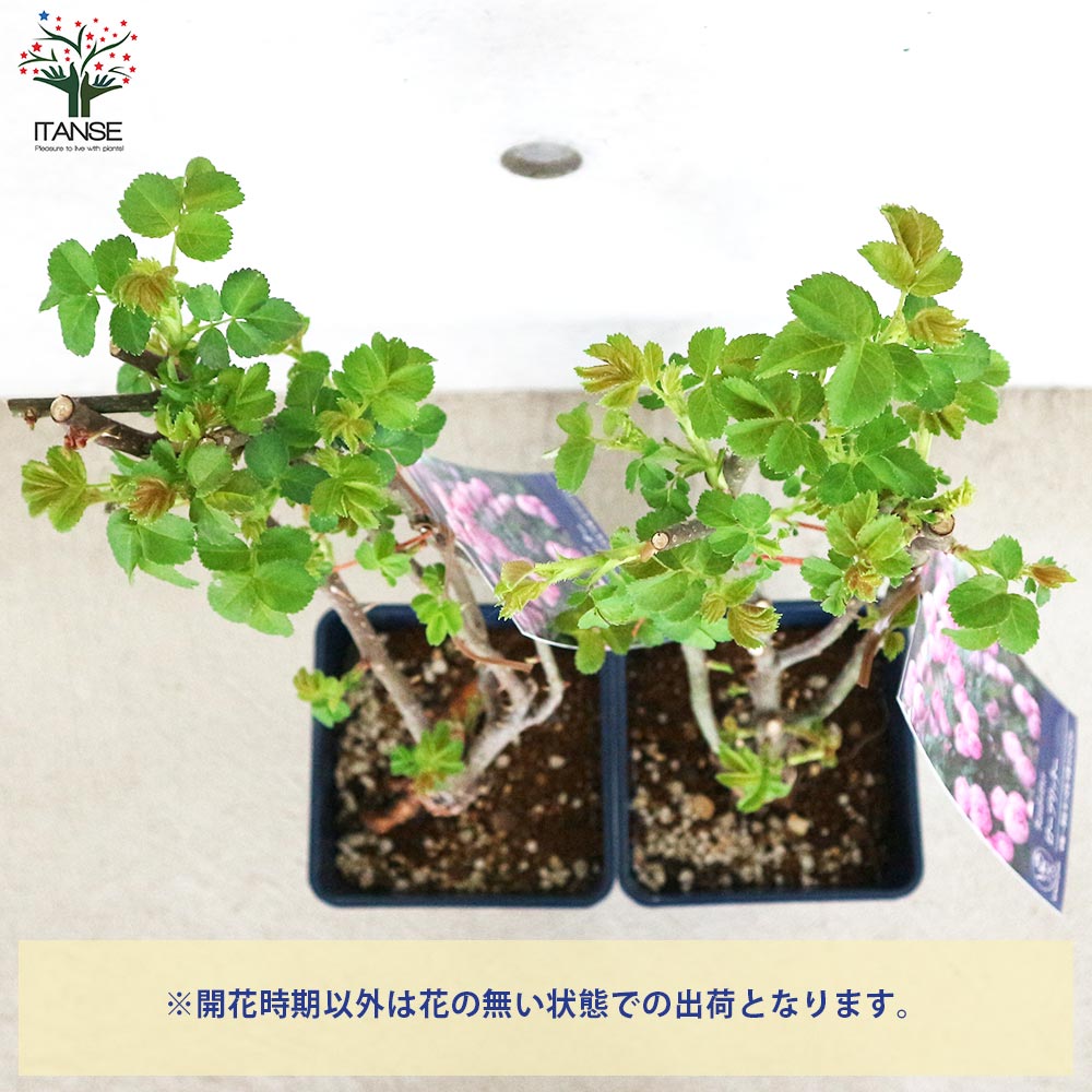 薔薇苗 オールドローズ・ローブリッター【花苗 5号角鉢／1個売り