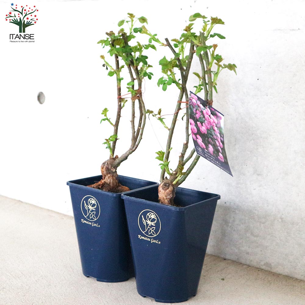 薔薇苗 オールドローズ・ローブリッター【花苗 5号角鉢／1個売り