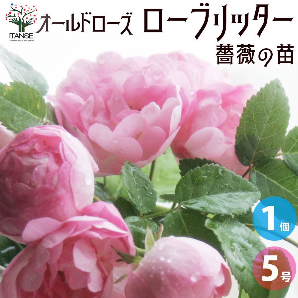 薔薇苗 オールドローズ・ローブリッター【花苗 5号角鉢／1個売り