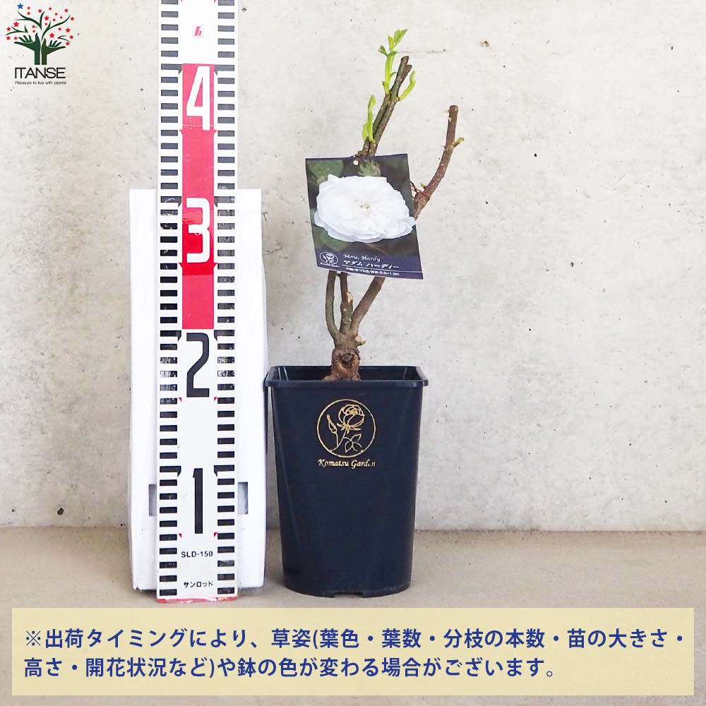 薔薇苗 オールドローズ・マダムハーディー(アルディー)【花苗 5号角鉢