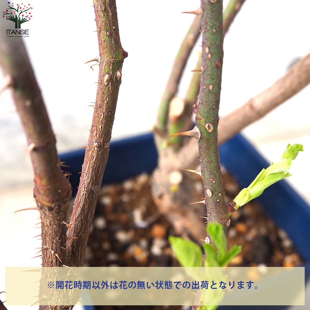 薔薇苗 オールドローズ・マダムハーディー(アルディー)【花苗 5号角鉢