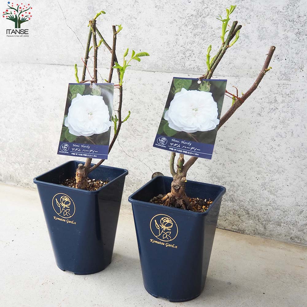 薔薇苗 オールドローズ・マダムハーディー(アルディー)【花苗 5号角鉢