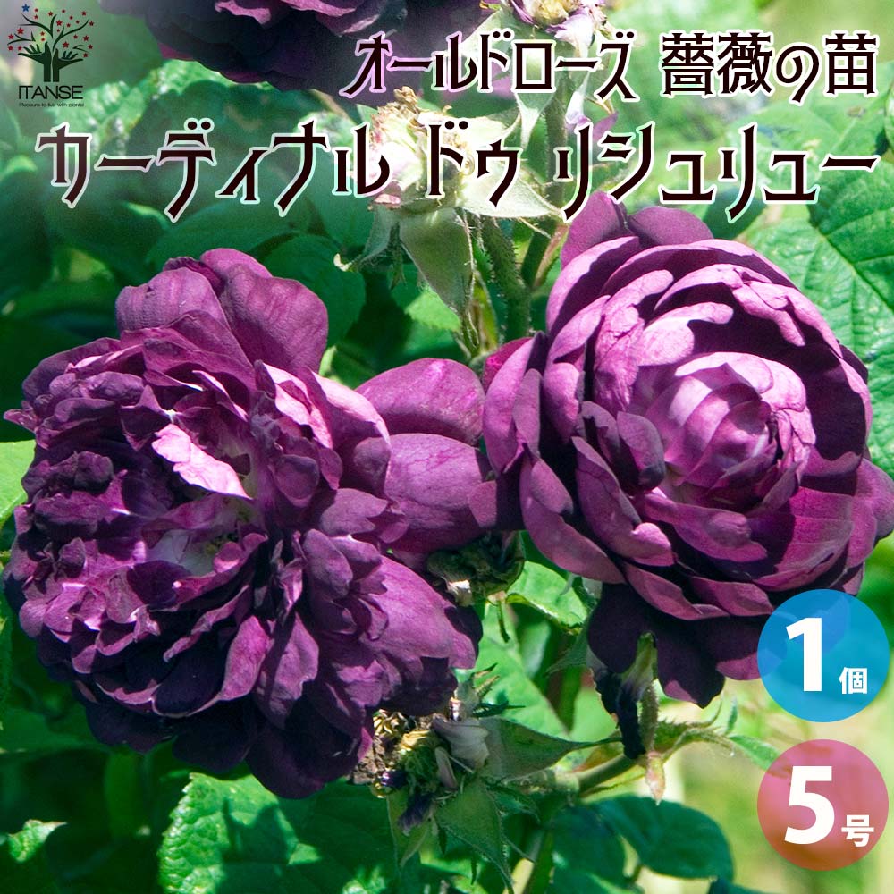 薔薇苗 オールドローズ・カーディナル ドゥ リシュリュー【花苗 5号角