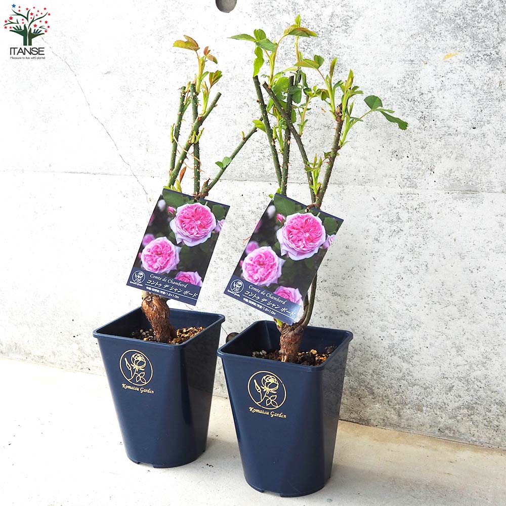 薔薇苗 オールドローズ・コントゥ ドゥ シャンボード【花苗 5号角鉢／1