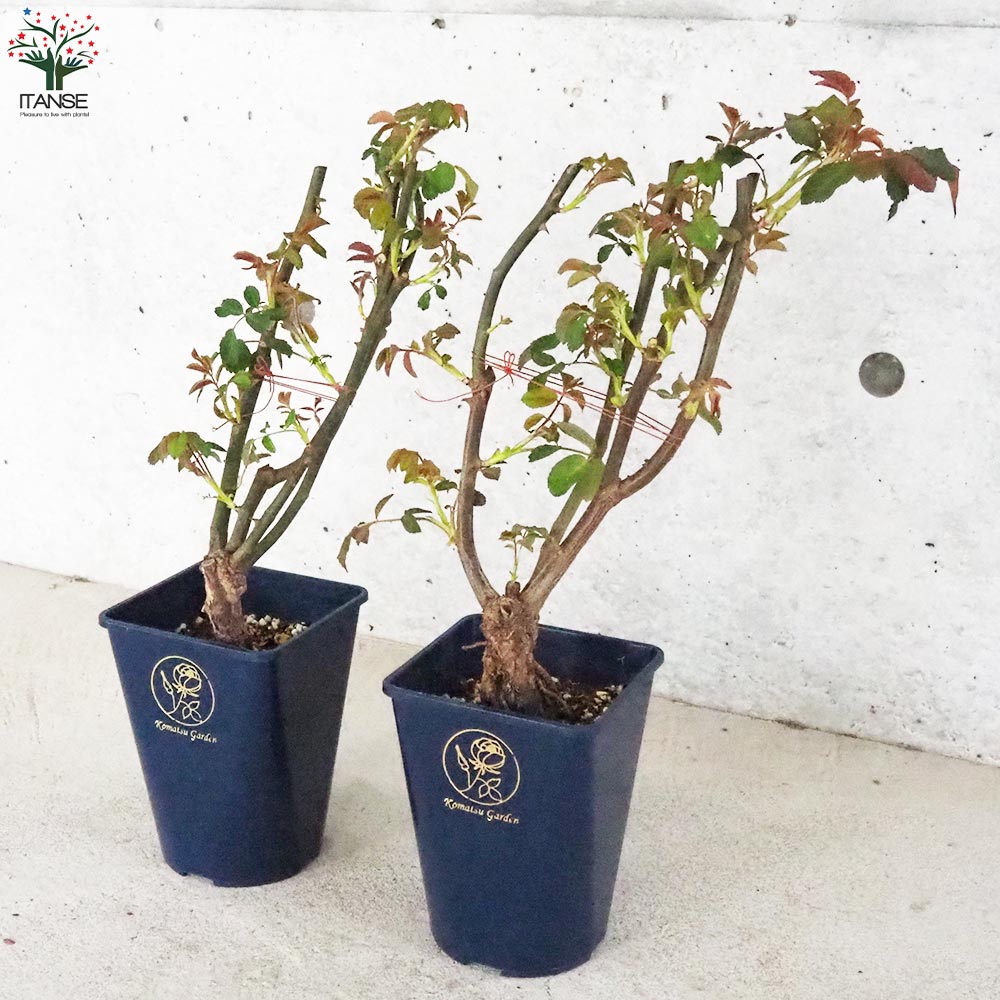 薔薇苗 オールドローズ・コーネリア【花苗 5号角鉢／1個売り