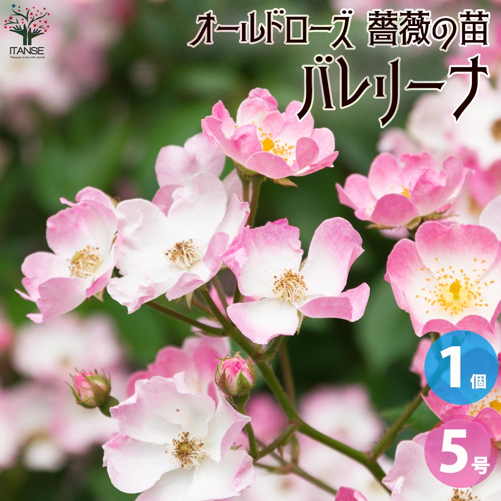 薔薇苗 オールドローズ・バレリーナ【花苗 5号角鉢／1個売り
