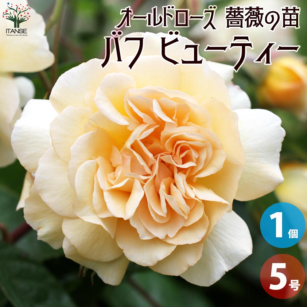 薔薇苗 オールドローズ・バフ ビューティー【花苗 5号角鉢／1個売り