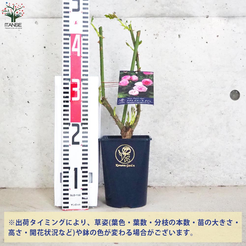 薔薇苗 オールドローズ・ピエール オジェ【花苗 5号角鉢／1個売り