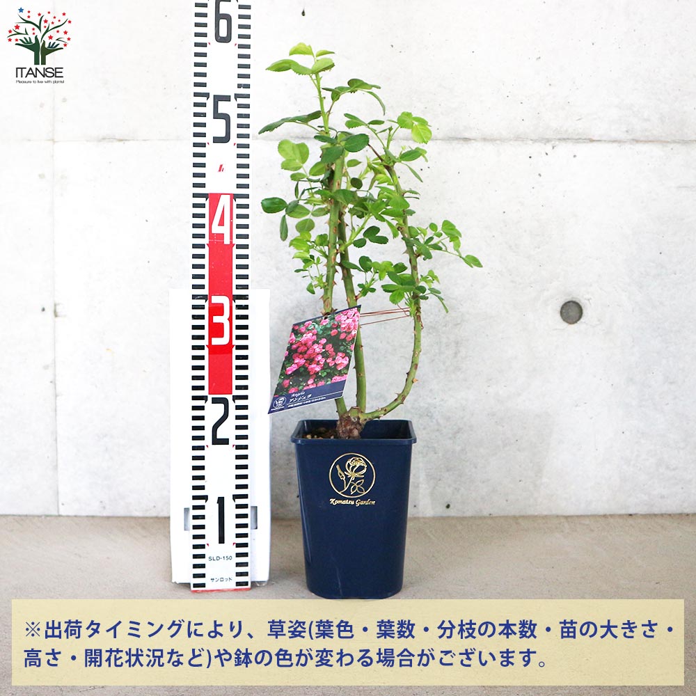 四季咲き性つる薔薇 アンジェラ【花苗 5号角鉢新苗／1個売り