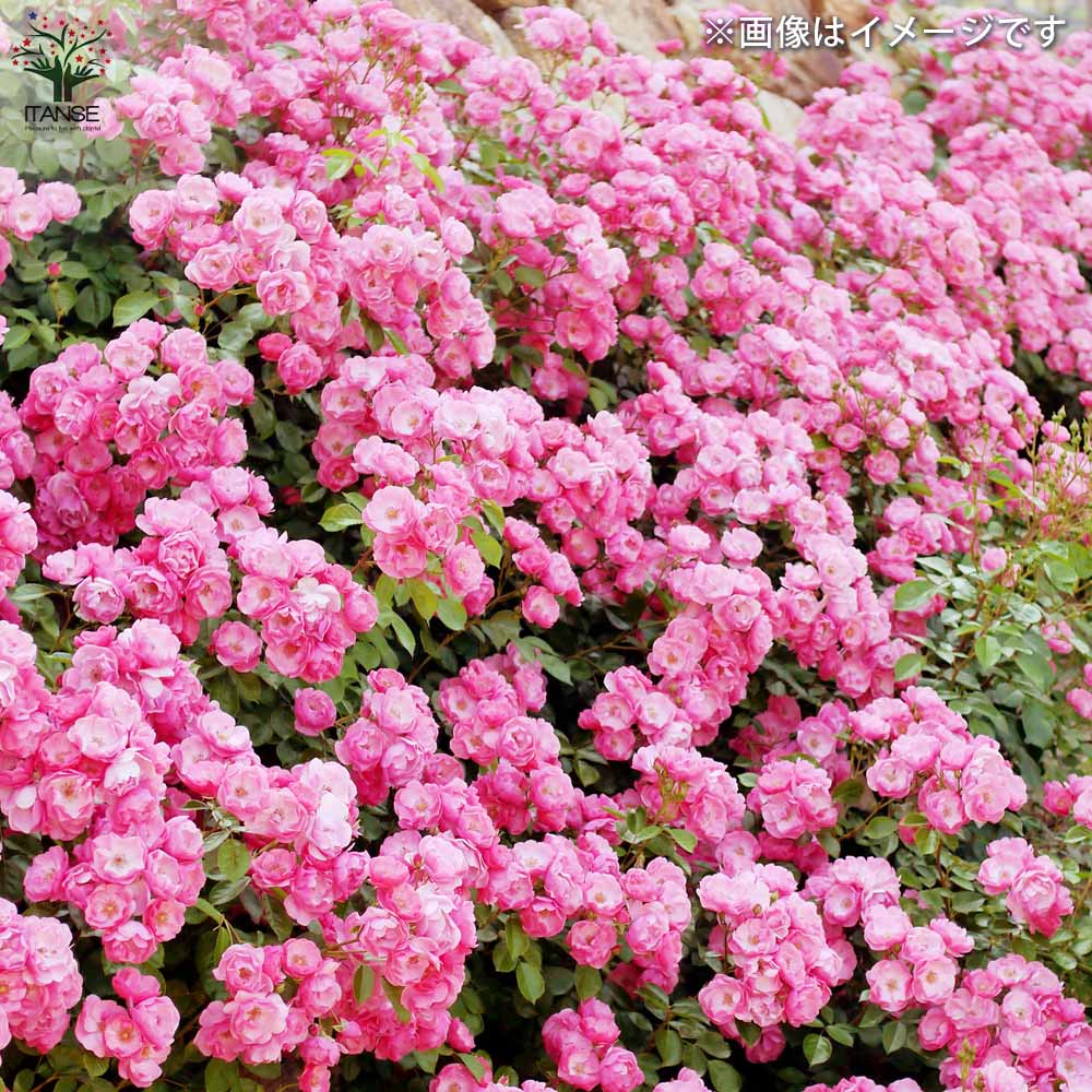 四季咲き性つる薔薇 アンジェラ【花苗 5号角鉢新苗／1個売り