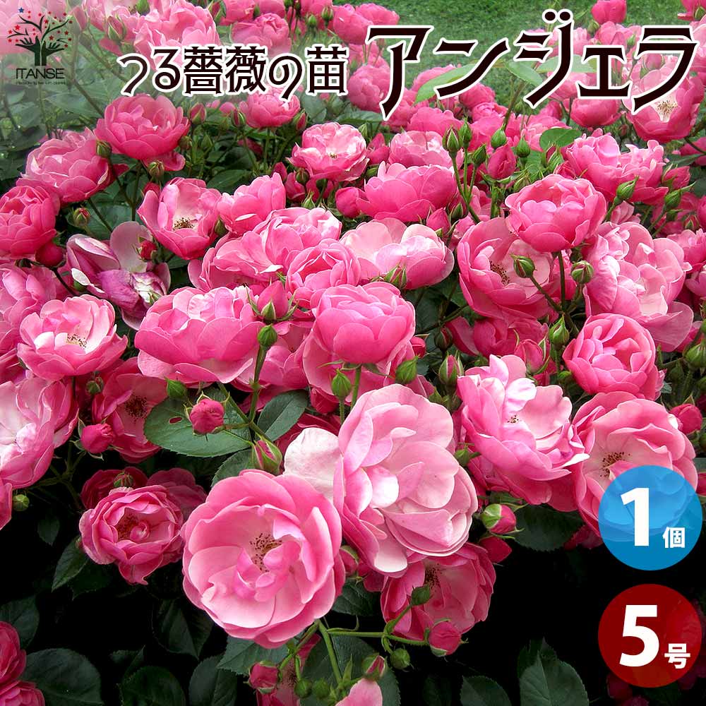 四季咲き性つる薔薇 アンジェラ【花苗 5号角鉢新苗／1個売り