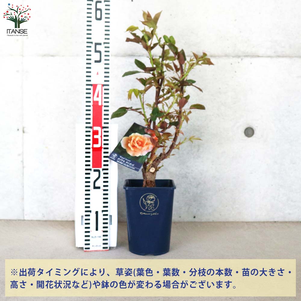四季咲き性つる薔薇 ロイヤルサンセット【花苗 5号角鉢新苗／1個売り