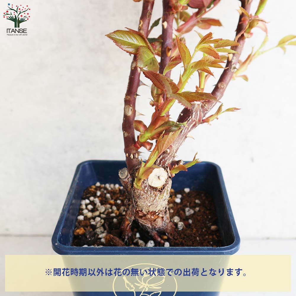 四季咲き性つる薔薇 ロイヤルサンセット【花苗 5号角鉢新苗／1個