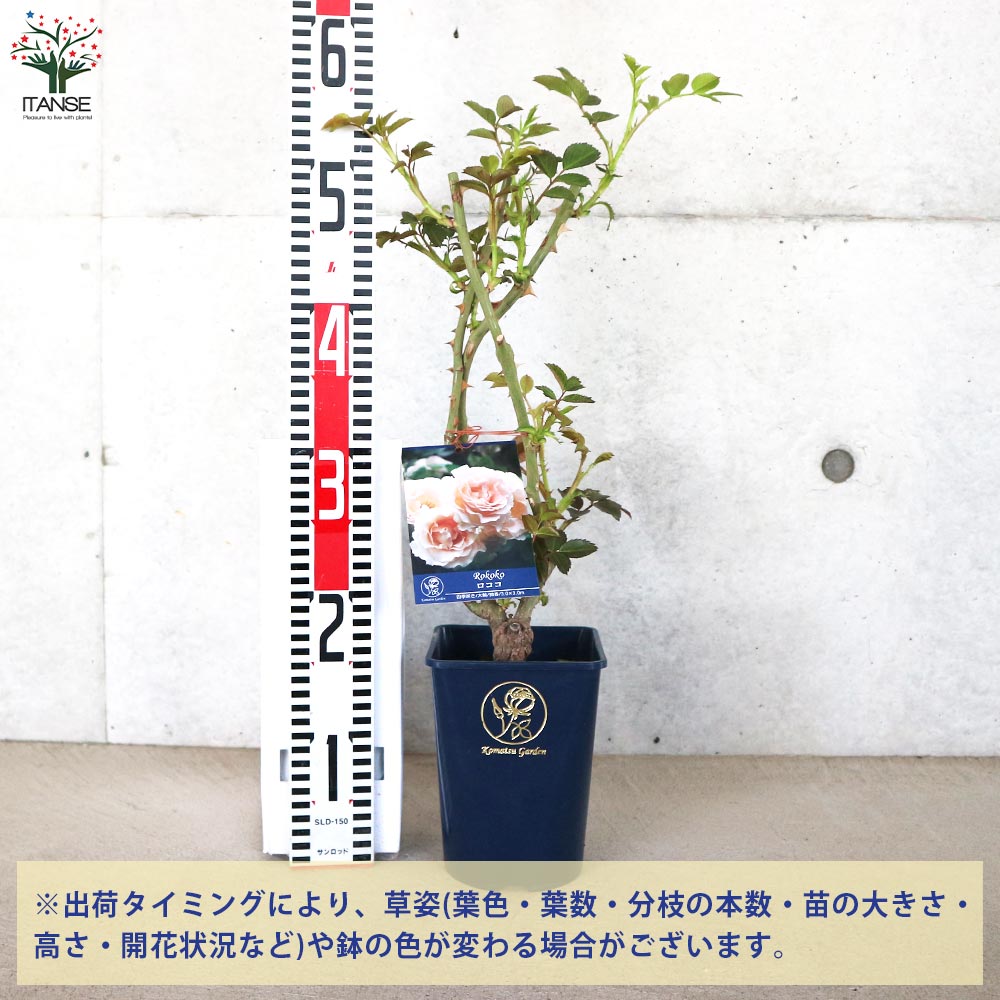 返り咲き性つる薔薇 ロココ【花苗 5号角鉢新苗／1個売り】｜ 【植物の