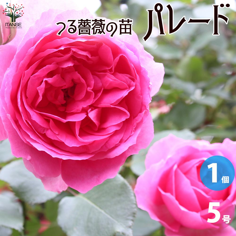 返り咲き性つる薔薇 パレード【花苗 5号角鉢新苗／1個売り】｜ 【植物 