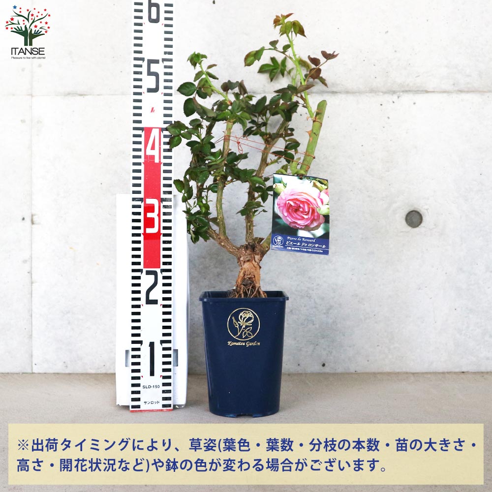 返り咲き性つる薔薇 ピエール ド ロンサール【花苗 5号角鉢新苗／1個