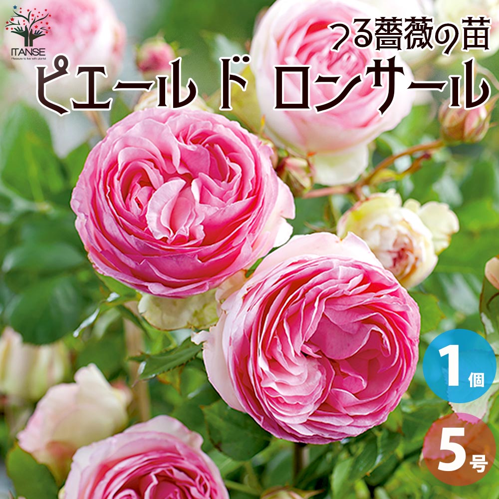 返り咲き性つる薔薇 ピエール ド ロンサール【花苗 5号角鉢新苗／1個